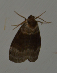 Tetheella fluctuosa