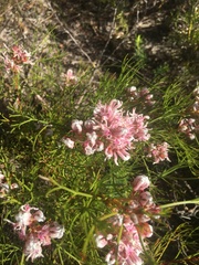 Serruria ascendens