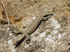 Darevskia portschinskii