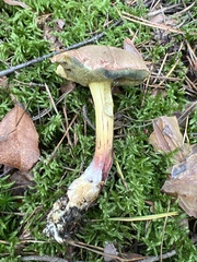 Xerocomellus chrysenteron