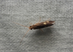 Polycentropodidae