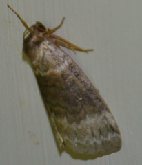 Tetheella fluctuosa