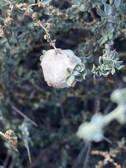 Asphondylia floccosa