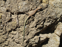 Darevskia portschinskii