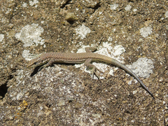 Darevskia portschinskii