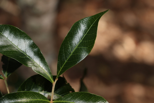 Image of Alectryon connatus by (c) Greg Tasney, some rights reserved (CC BY-SA)