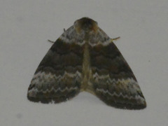 Tetheella fluctuosa