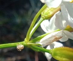 Zygometis xanthogaster