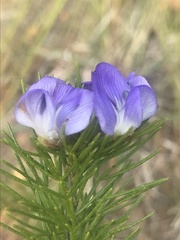 Psoralea