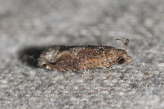 Epinotia