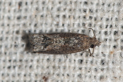 Epinotia