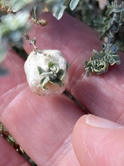 Asphondylia floccosa