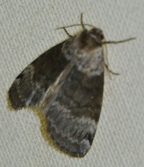 Tetheella fluctuosa