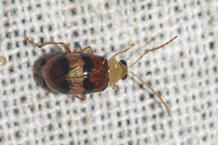 Monolepta orientalis