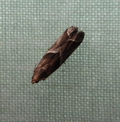 Nyctegretis lineana
