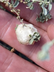 Asphondylia floccosa