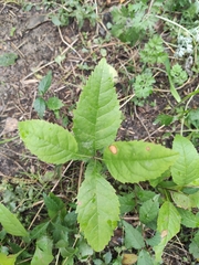 Fraxinus excelsior