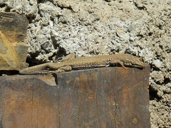 Darevskia portschinskii