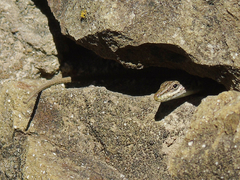 Darevskia portschinskii