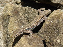 Darevskia portschinskii