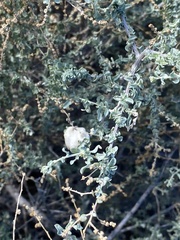 Asphondylia floccosa