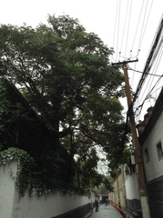 Ailanthus altissima