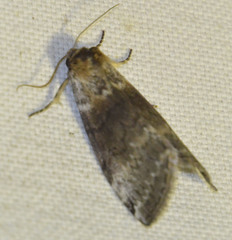 Tetheella fluctuosa