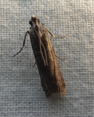Phycitini