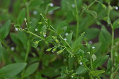 Myosotis sparsiflora