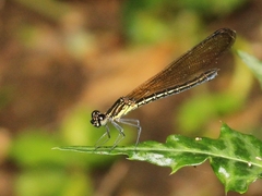 Heliocypha fenestrata