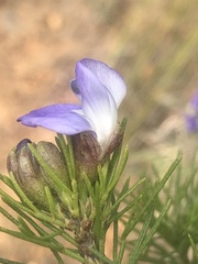 Psoralea