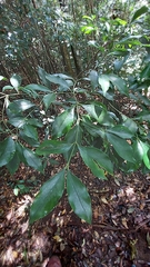 Euonymus laxiflorus