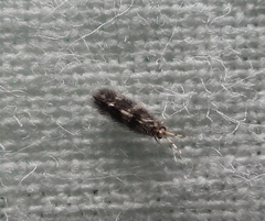 Trichoptera