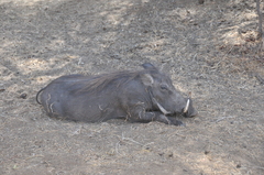 Phacochoerus africanus