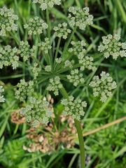 Selinum carvifolia