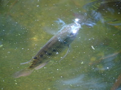 Oreochromis niloticus