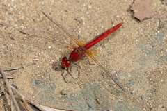 Diplacodes haematodes