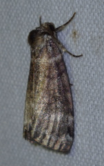 Tetheella fluctuosa