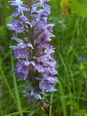 Dactylorhiza maculata maculata