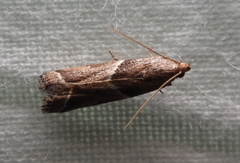 Nyctegretis lineana