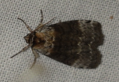 Tetheella fluctuosa