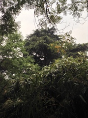 Bambusoideae