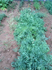 Saposhnikovia divaricata