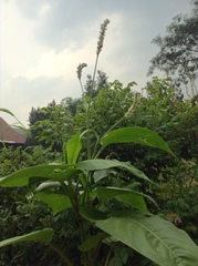 Septoria polygonorum