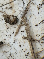 Uloborus walckenaerius