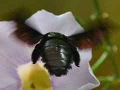 Xylocopa latipes
