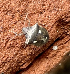 Eysarcoris