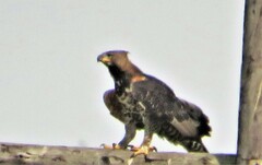 Stephanoaetus coronatus