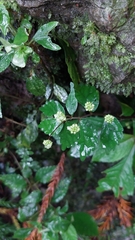 Elatostema microcephalanthum