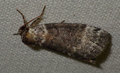 Tetheella fluctuosa